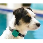 Safety Turtle PET Collar Attachment Turtle