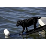PupGear Jumbo doggydocks Floating Dog Ramp