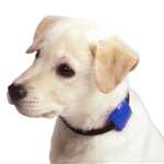 Safety Turtle Pet Collar Attachment Turtle - Blue