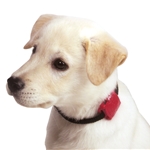 Safety Turtle Pet Collar Attachment Turtle - Red