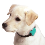 Safety Turtle Pet Collar Attachment Turtle - Green