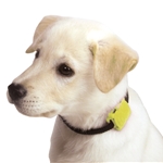 Safety Turtle Pet Collar Attachment Turtle - Yellow