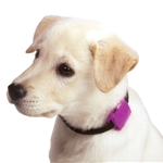 Safety Turtle Pet Collar Attachment Turtle - Purple