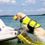 Paws Aboard Doggy Boat Ladder