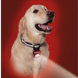 Puplight illuminated dog collar