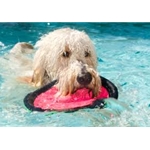 Pet Water Safety